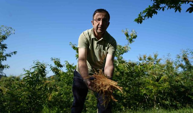 Kestane çiçeklerinde hasat başladı: Antioksidan deposu çay oluyor