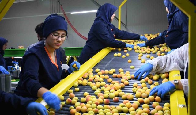 Malatya'da yaş kayısı hasadı ve ihracatı sürüyor