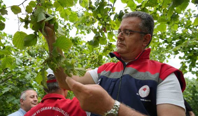 Samsun'da fındık rekolte tahmini çalışmaları tamamlandı