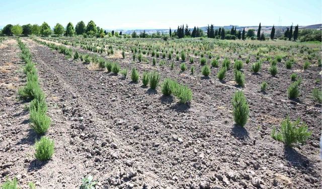 Tıbbi ve aromatik meyveler orman köylüsüne gelir kapısı oluyor