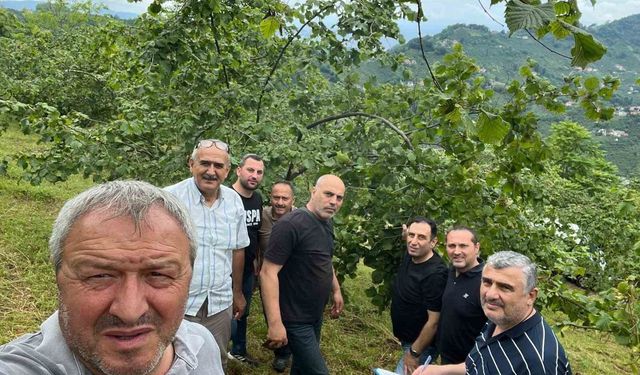 Trabzon'da fındıkta rekolte tespiti çalışmaları başladı