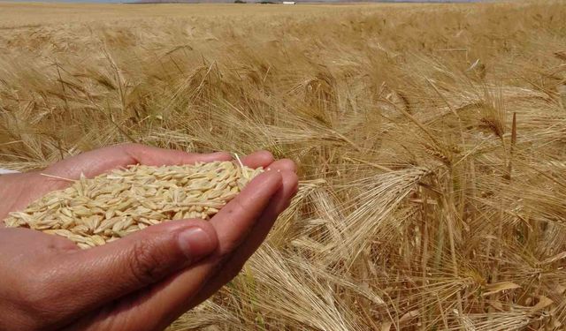 Yozgat'ta arpa hasadı başladı