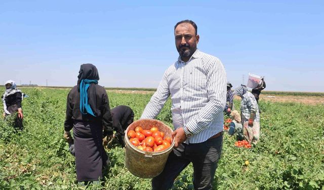 Zorlu mesaiyle kavurucu sıcaklıkta hasadı yapılan domates tarlada 15 TL'den alıcı buluyor