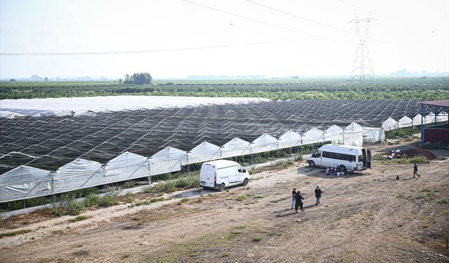 Mühendis kardeşlerin serasında üretilen ahududular Uzak Doğu pazarına ihraç ediliyor