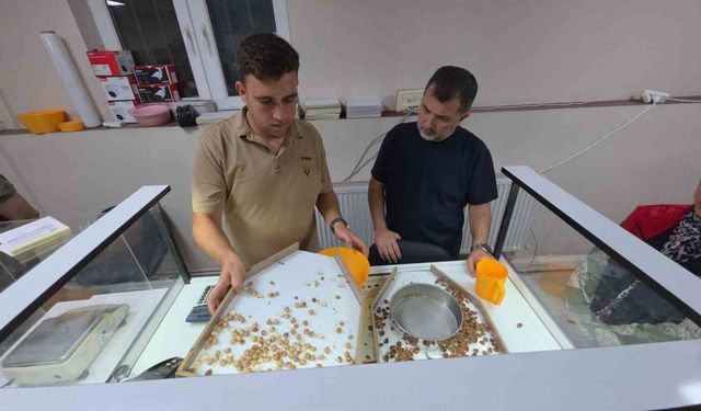 Fındık alımı başladı, araçlar kapı önünde kuyruk oldu