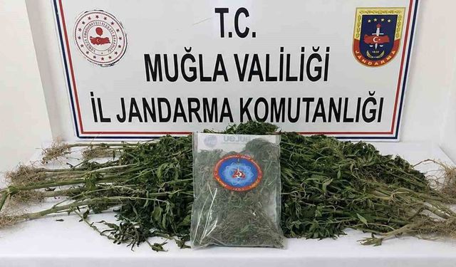 Muğla Jandarmasından uyuşturucu tacirlerine operasyon: 33 tutuklama