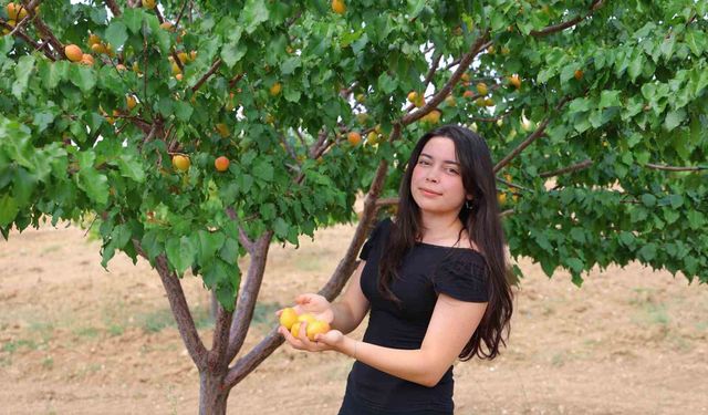 Susuz bölgede 500 kayısı ağacı yetiştirip 4 ton verim aldı, proje Türkiye birinciliği getirdi
