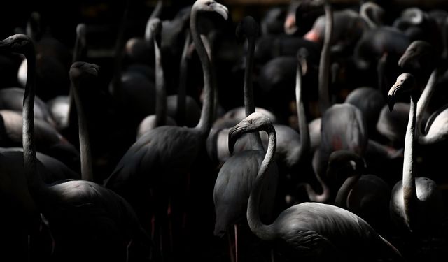 Gaziantep Doğal Yaşam Parkı'ndaki flamingo sayısı 52'ye ulaştı