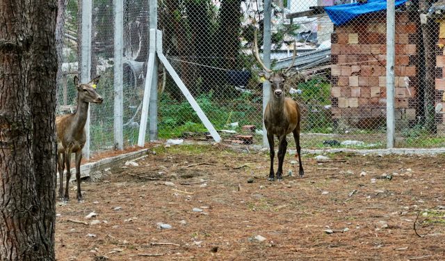 'Geyik Baba' efsanesinin Geyik Yaşam Alanı ile gelecek kuşaklara aktarılması hedefleniyor