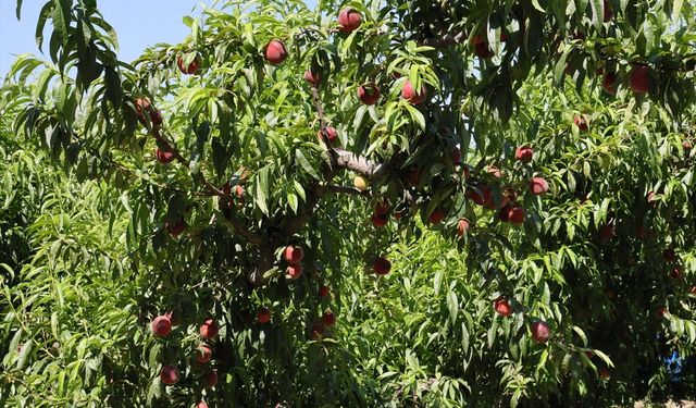 Türkiye'nin 8 aylık şeftali ve nektarin ihracatında yüzde 134'lük artış