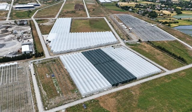 Bafra'da sera organize tarım bölgesinde doluluk yüzde 85'e ulaştı