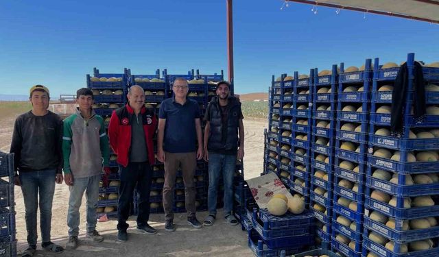 Bor'da domates ve kavun hasadı başladı
