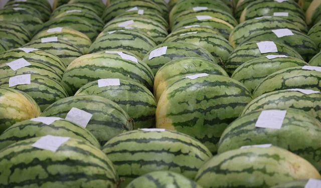 Diyarbakır'ın devasa karpuzları yarışma için özenle muhafaza ediliyor
