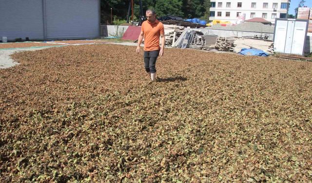 Fındıkta zorlu kurutma mesaisi sürüyor
