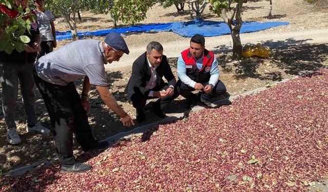Güney'de toplanan Antep fıstıkları üreticinin yüzünü güldürüyor