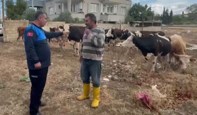 İslahiye'de kaybolan 17 büyükbaş, kulak küpelerinden sahibi tespit edilerek teslim edildi