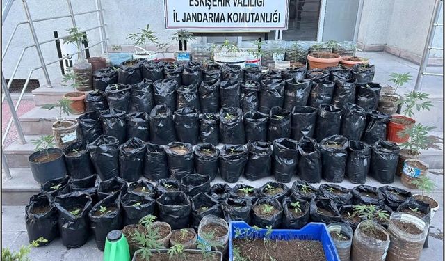 Jandarma saksılarda yetiştirilen 161 kök kenevir bitkisi ile esrar ele geçirdi