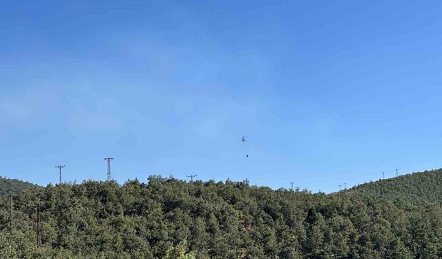 Uşak'ta meşelik alanda çıkan yangın kontrol altına alındı