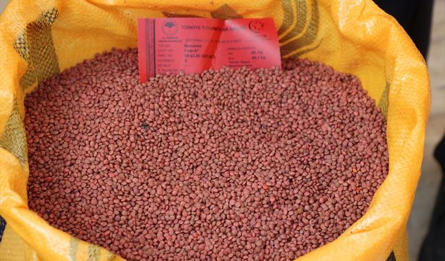 Siirt'te çiftçilere 176 ton kırmızı mercimek tohumunun dağıtımına başlandı