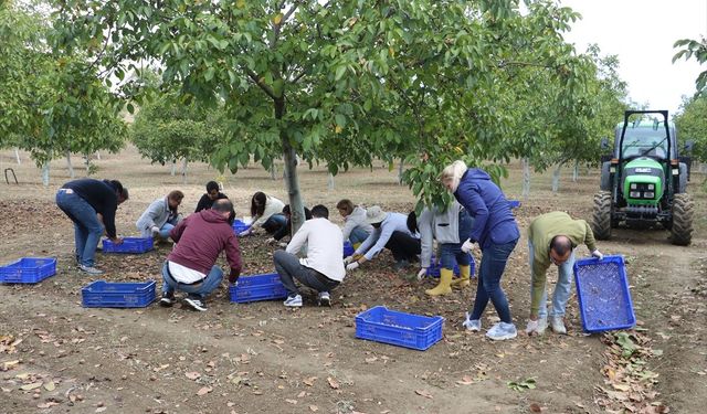 Tekirdağ'da ceviz hasadı başladı, 6,5 ton ürün bekleniyor