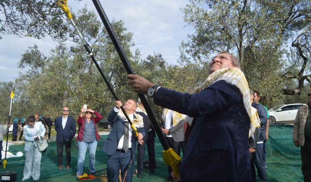 21. Uluslararası Zeytin Hasat ve Turizm Festivali'nde hasat yapıldı