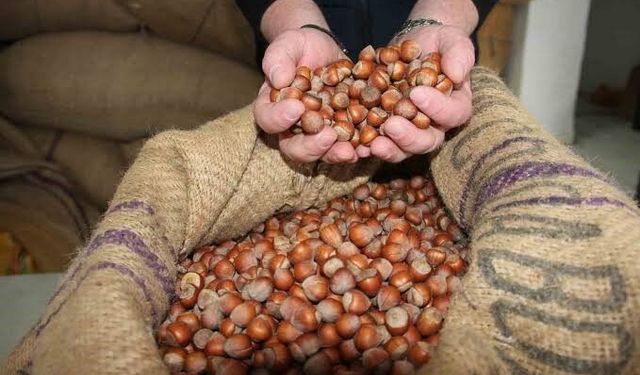 Giresun'da serbest piyasada fındık fiyatı 185 liraya geriledi