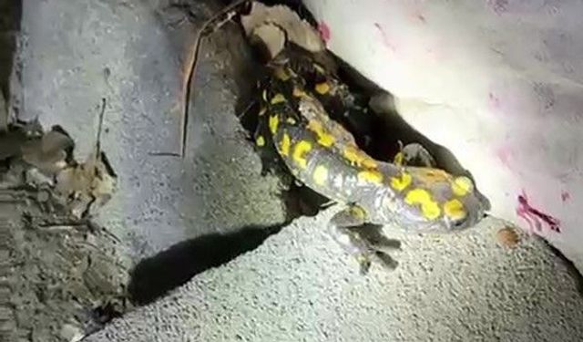 Malatya'da nesli tükenmekte olan semender yağış sonrası görüntülendi