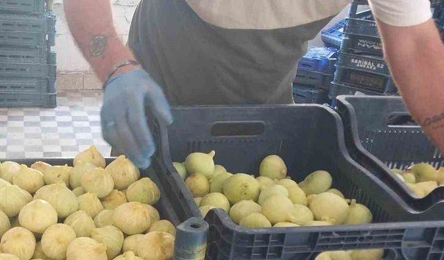 Mersin'de incir sezonu sona erdi, üreticisinin yüzü güldü