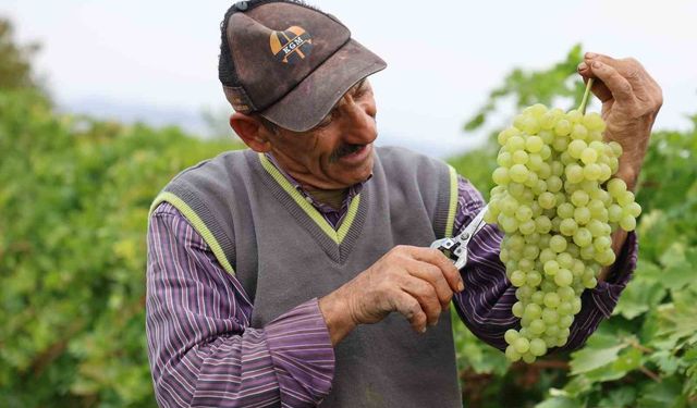 Tescilli üzümde hasat devam ediyor: 80 bin ton rekolte bekleniyor