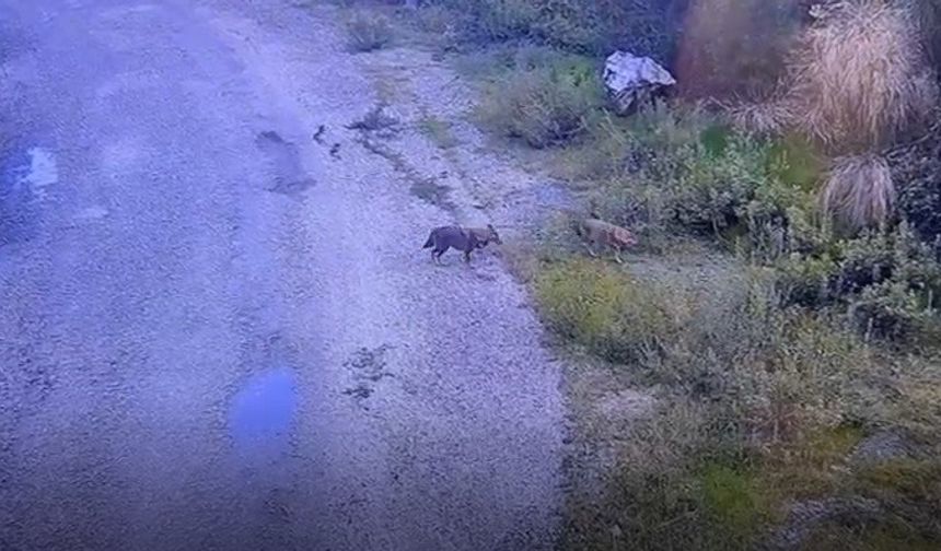 Osmaniye’de aç kalan kurtlar yola indi