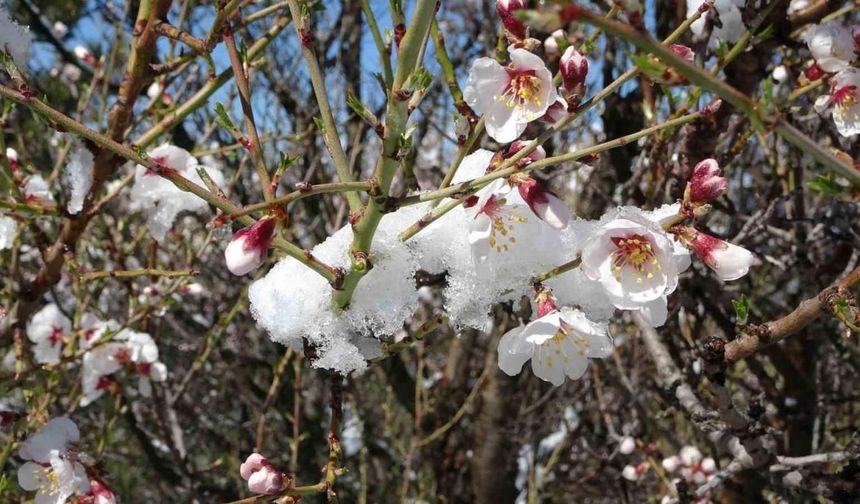 Kütahya’ya mart karı, çiçek açan badem ağaçları karla kaplandı