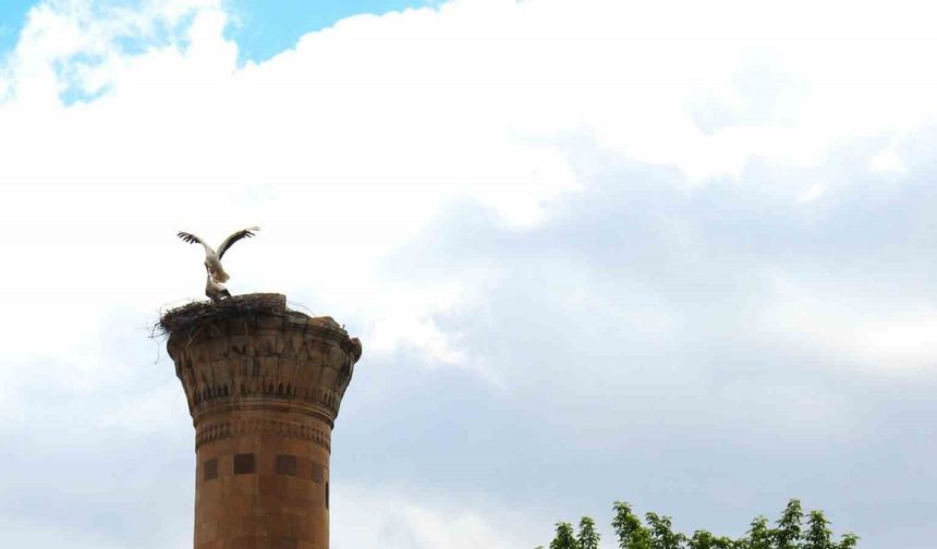 Depremde yarısı yıkılan minareye  leylek yuva yaptı