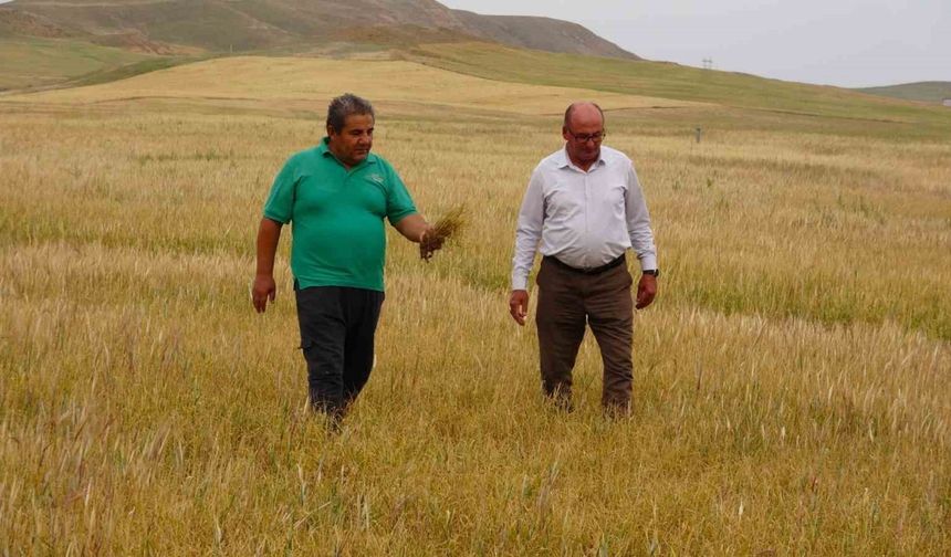 Kuraklık çiftçiyi vurdu, sararıp kuruyan ekinler hayvanlara yem olacak