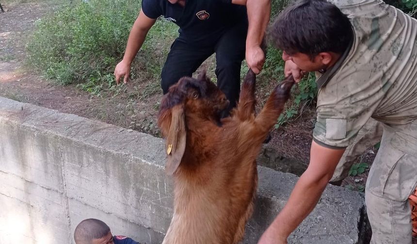 Havuza düşen keçileri itfaiye kurtardı