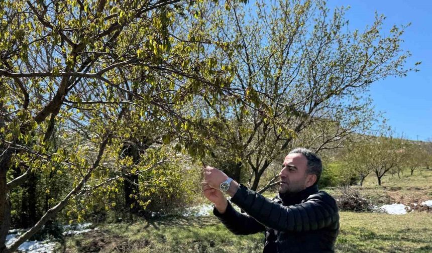 Akçadağ’da zirai don kayısıyı vurdu