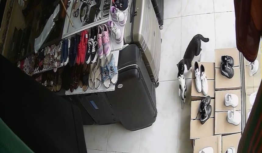 Annelerinin ağzında geldikleri dükkan yuvaları oldu