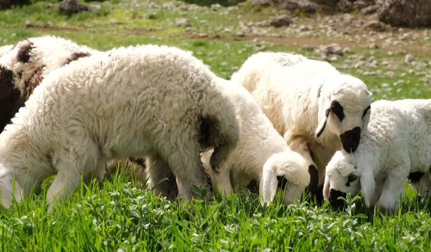 Kuzu ve oğlak desteklerinde ikinci başvuru dönemi başladı