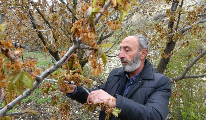 Zirai don, Malatya’nın tescilli dalbastı kirazını da vurdu