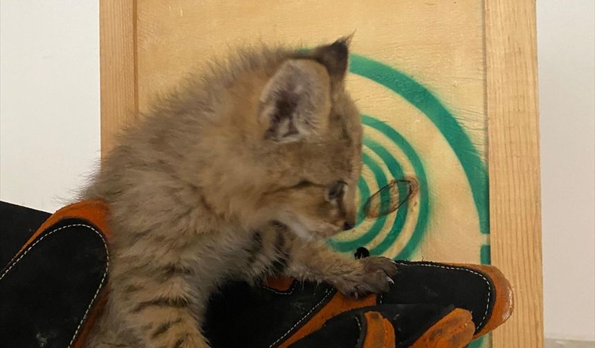 Şırnak'ta bitkin halde bulunan saz kedisi yavrusu tedaviye alındı