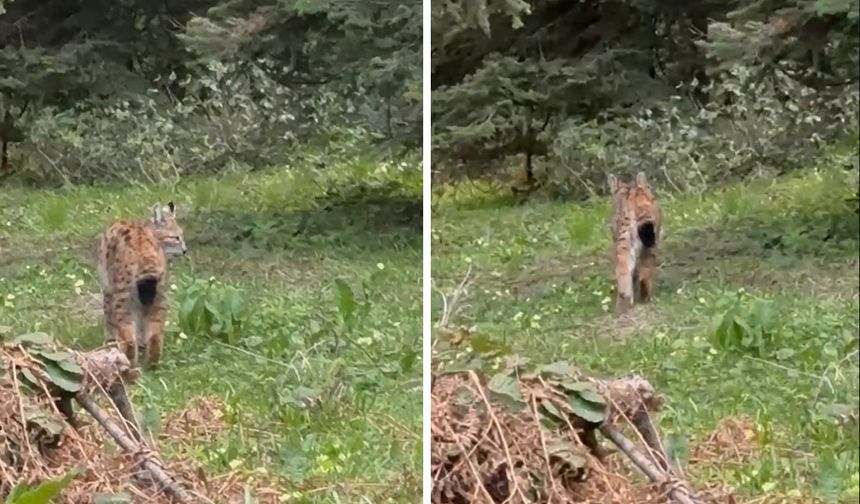 Bolu’da, nesli tükenmekte olan vaşak görüntülendi