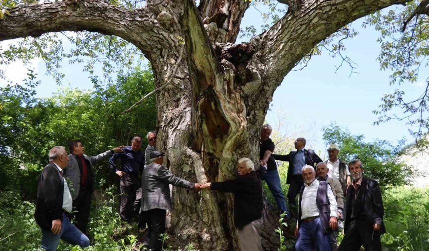 Erzurum’da en az 300 yıllık ceviz ağacı dimdik ayakta