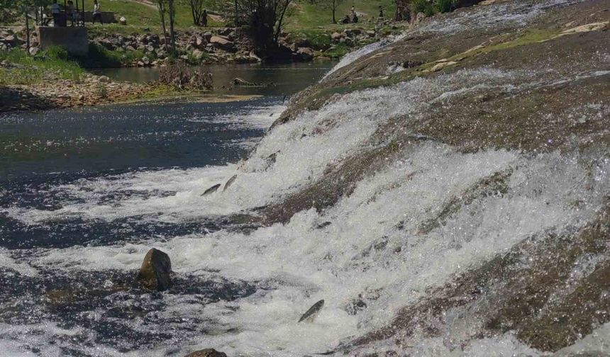 İnci kefalinin yumurta bırakmak için 23 kilometrelik serüveni