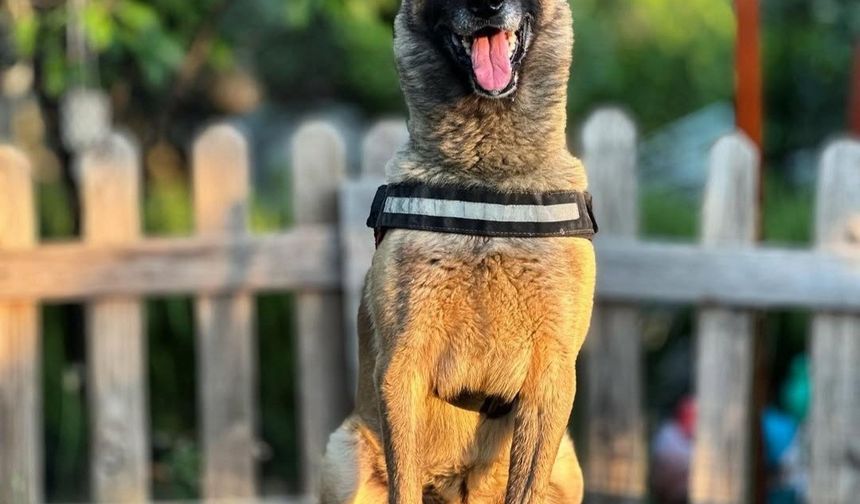 Kahraman köpek ’Bob’ öldü