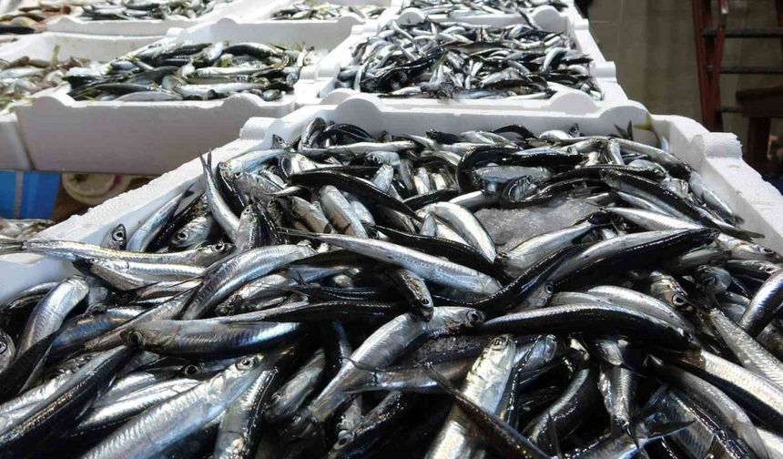 Karadeniz’de balık stokları azalıyor
