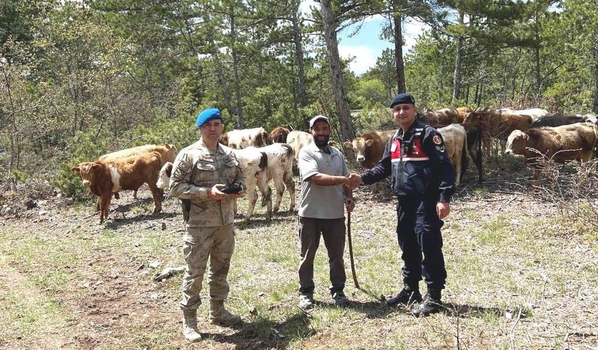 Kütahya’da kayıp büyükbaş hayvanlar dronla bulundu