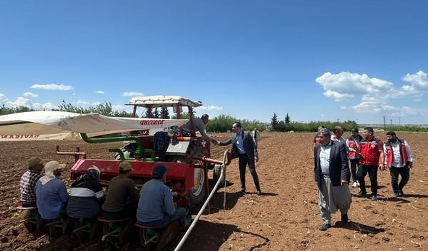 Samsat’ta tütün ekimi başladı