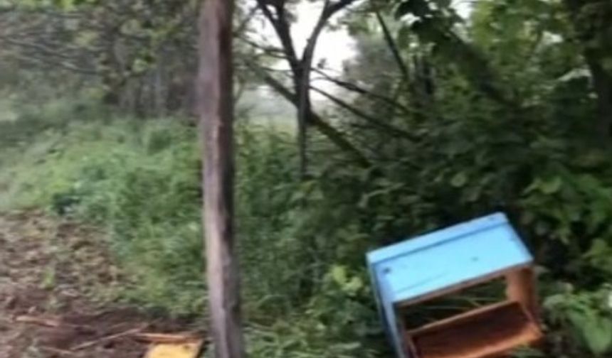 Sinop’ta aç kalan ayı, arı kovanlarına saldırdı