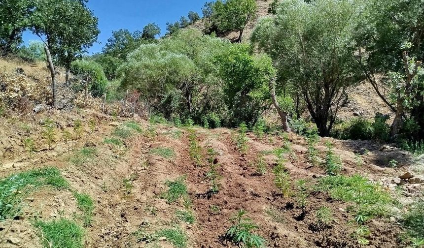 Bingöl'de 4 bin 314 kök Hint keneviri ele geçirildi