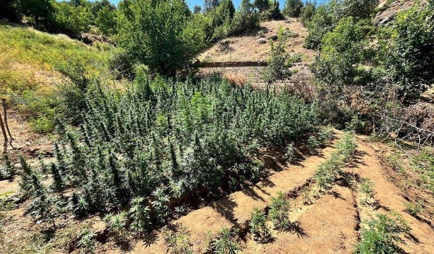 Bingöl’de bin 651 kök Hint keneviri ele geçirildi