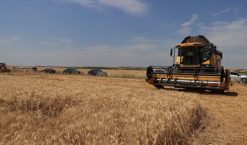 Edirne Valisi Sezer biçerdöverle buğday hasadı yaptı